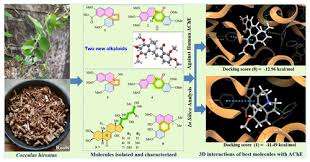 Image result for Cocculus hirsutus