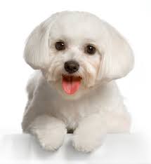 Image result for dog grooming