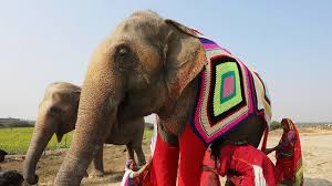 Our elephant insurance call tracking service is totally free and available to anyone who makes a call using our trackable contact number. Villagers Knit Jumpers For Indian Elephants To Protect The Large Mammals From Near Freezing Temperatures The Independent The Independent