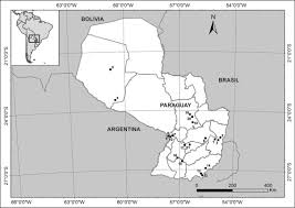 Image result for Trichoneura schlechteri