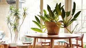 Put One Giant Plant On Your Table And Call It A Day Boho Dining Room Round Wood Dining Table Dining Room Design