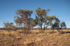 Mallee Wiktionary