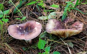 Image result for Russula mariae