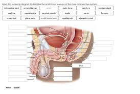 Read the definitions then label the diagrams. Solved Label The Following Diagram To Describe The Anatom Chegg Com