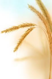 Nothing Prettier Than A Wheat Field Wheat Fields Wheat Fields Of Gold
