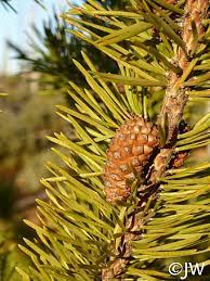 Murrayana , is native from the southern end of washington in the cascade volcano range through oregon and to the sierra range in california. Pinus Contorta Ssp Murrayana California Flora Nursery