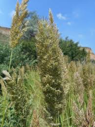 Image result for Anthephora pungens