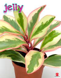Pin On Plants I Want