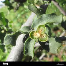 Image result for Erianthemum