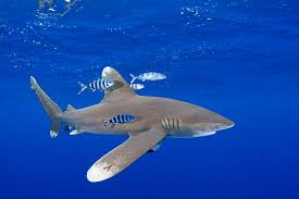 Image result for Shark