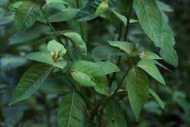 Image result for Clutia