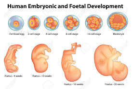 Life On Gene Editing Of Human Embryo Embryonic Development Stages Of Fetal Development Fetus Development