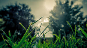 We remove trees that are dead or dying, or pose a risk to you or your property with. Mid West Tree Service