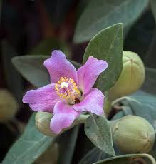 Image result for Lagunaria patersonia