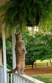 Pep 19 ulang kaji pantas kssm bahasa melayu tingkatan 2 2019. 900 Haiwan Ideas Haiwan Peliharaan Anak Harimau Big Cats