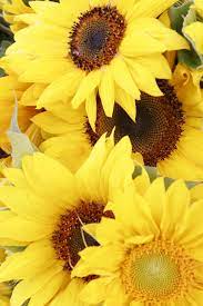 Pin By Heaven S Scent Flowers On Writing Prompts Sunflower Flower Sunflower Happy Flowers