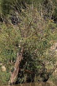 Image result for Aeschynomene elaphroxylon