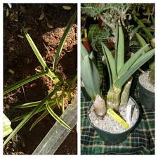 Image result for Eulophia petersii