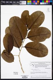 Image result for Drypetes mossambicensis