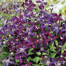 Clematis partnerships by pairing climbers, you can create stunning aerial liaisons in your garden. Amazon Com Sweet Summer Love Clematis Fragrant Long Blooming 4 Pot Proven Winner Patio Lawn Garden