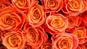 In particolare trova fiorellino rossi su facebook cliccando il link che. Fiori Arancioni Ideali Per Portare Colore Nel Giardino Autunnale