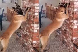 We did not find results for: This Video Of A Dog Playing Hide And Seek With A Little Girl Is Something You