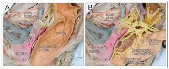 Choose from 500 different sets of flashcards about pelvis anatomy pelvic on quizlet. Jcm Free Full Text Embryological Development And Topographic Anatomy Of Pelvic Compartments Surgical Relevance For Pelvic Lymphonodectomy