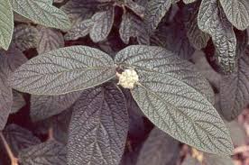 Plant them in wide holes several feet from other plants. Viburnum Species Comparison