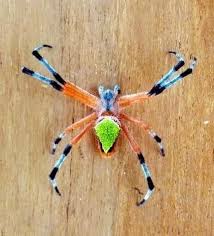 Colorful Spiders Look Somehow A Bit Less Scary Spider Cool Insects Bugs And Insects