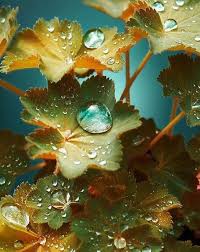 Manzhetka Nature Photography Dew Drops Water Droplets