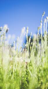 Tons of awesome wallpapers hijau to download for free. Tanaman Lanskap Hijau Dan Biru Wallpaper Sc Iphone8plus