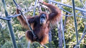 Taman safari indonesia bogor new 2020. Orangutan Di Kebun Binatang San Diego Amerika Serikat Divaksin Covid 19 Times Indonesia