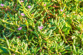 Image result for Sesuvium