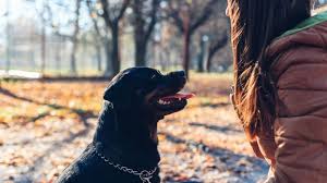 Grooming them daily will not only stimulate their socialize your rottweiler puppy: Rottweiler Training Guide How To Train A Rottweiler