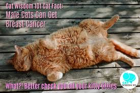 My male cat potentially had breast cancer. Vet 101 Cats Get Breast Cancer Too Cat Wisdom 101 Everything Feline Since 2011
