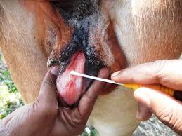 Infectious Bovine Rhinotracheitis (IBR): A silent problem causing  infertility in cross-bred cattle | Vethelplineindia.co.in