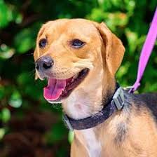 Find huge selections custom engraved pet id tags made of stainless steel & aluminum. Adopt A Pet Petsmart Charities