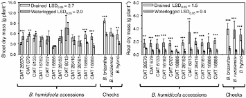 Image result for Eragrostis humidicola