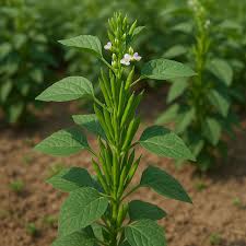 Image result for Cyamopsis