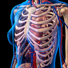 The number is the same in both males and females. Interior View Of Human Chest Heart Lungs Arteries Veins Anatomy Stock Photos