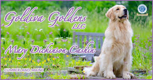 Some of the golden's talents are hunting, tracking, retrieving, narcotics detection, agility, competitive obedience and performing tricks. Golden Retriver Puppies In Maine