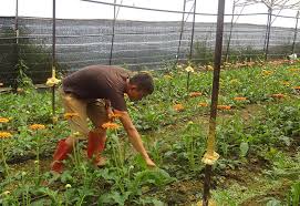 Khi sinh viên… làm nông để kiếm thêm thu nhập