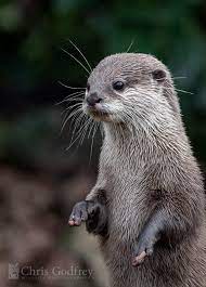 5 Facebook Asian Small Clawed Otters Live In A Wide Range Of Wetland Habitats Across Southern China Taiwan India An Wildlife Photography Hobby Horse Otters