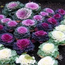 Check spelling or type a new query. Ornamental Cabbage Seeds Price 2 45