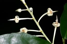 Image result for Rinorea angustifolia