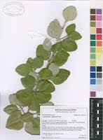 Image result for Androstachys