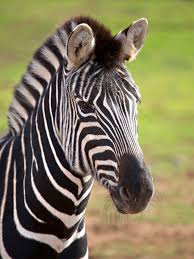Image result for zebra