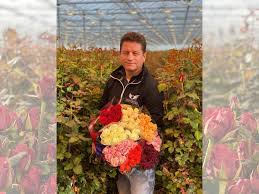 Find the best gift for valentine's day for her (or him!) in our collection of top valentines flowers & gifts from roses to giant teddy bears! Netherlands Higher Rose Prices As Kenyan Supply Lags Behind