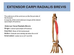 Extensor Carpi Radialis Origin And Insertion Google Search Spieren