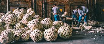 Maybe you would like to learn more about one of these? How Long Does It Take Agave To Grow Patron Tequila